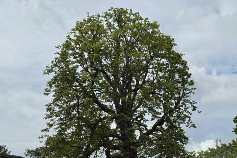Large mature tree with a full, broad crown against a cloudy sky
