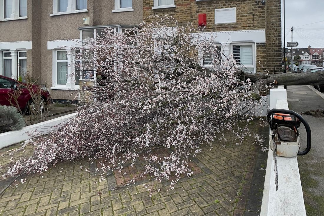 Fallen blossom tree across a front garden and driveway, with a chainsaw resting on the wall
