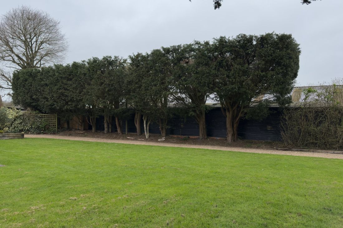 The same hedge after trimming, neat and level
