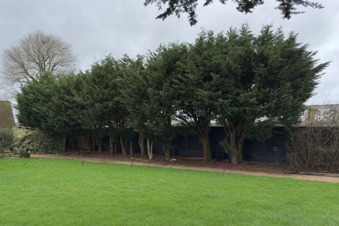 Tall overgrown hedge before trimming