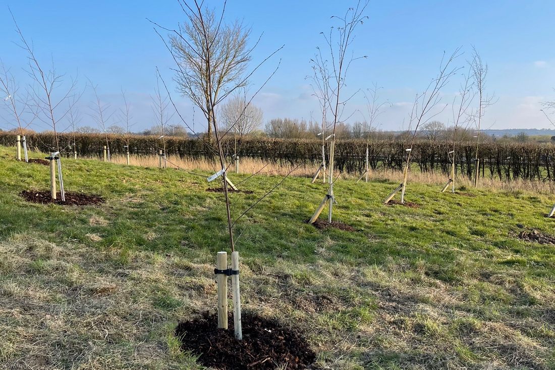 Young trees newly planted in a field, each with stakes and a ring of mulch around the base