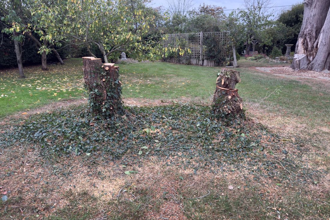 Two tree stumps surrounded by ivy on a lawn, before removal
