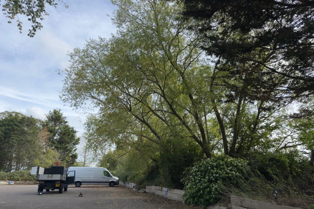 Large willow tree overhanging a car park, with a tipper truck parked below