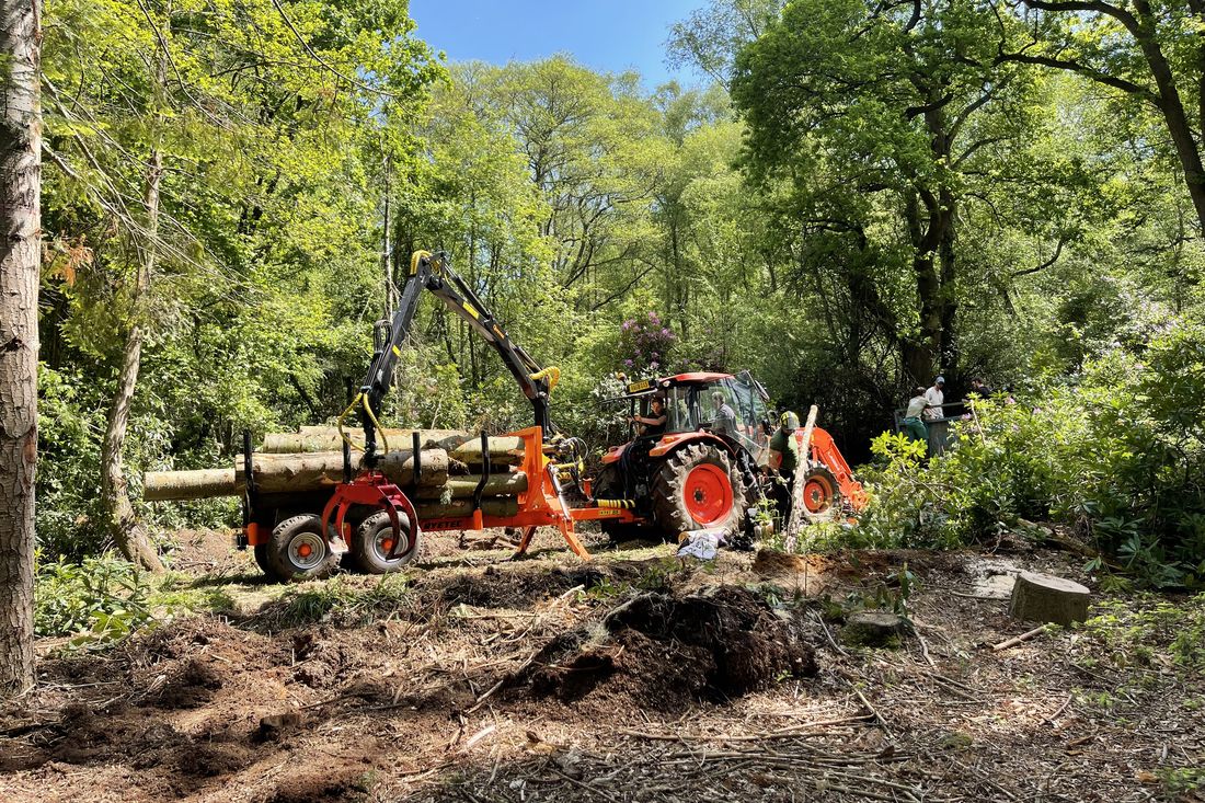 Tractor with a timber trailer and crane loading felled logs in a woodland clearing